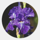 Suche nach lila iris aufkleber Blume