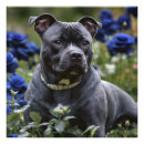 Suche nach blaue hunde poster Rose