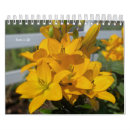 Suche nach gelb kalender Blume