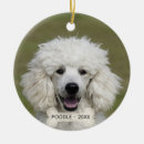 Suche nach pudel alle ornamente Hund