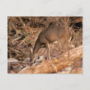 Suche nach rotwild postkarten Tiere