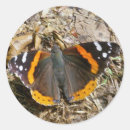 Suche nach admiral aufkleber Natur