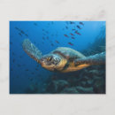 Suche nach galapagos schildkröte poster Pete oxford