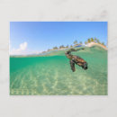 Suche nach schildkröte postkarten Strand