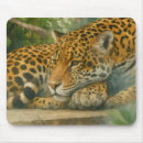 Suche nach große katzen mousepads Tierfotografie