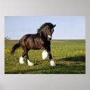 Suche nach clydesdale poster Pferd