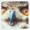 Suche nach orange auge aufkleber Eule
