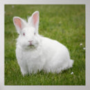 Suche nach hasen poster Tiere