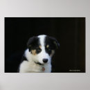 Suche nach alte hunde poster Welpe