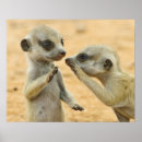 Suche nach meerkats poster Tierwelt