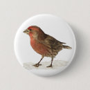 Suche nach finke buttons Vogel