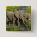 Suche nach afrikanischer elefant buttons Loxodonta africana