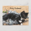 Suche nach tuxedo postkarten Kitty