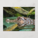 Suche nach krokodile postkarten Tier