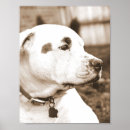 Suche nach zucht poster Welpe