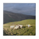 Suche nach schuhe fliesen Schafe