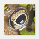 Suche nach tierauge magnete Amphibie