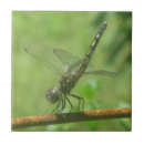 Suche nach wanze fliesen Libelle