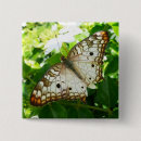 Suche nach tropischer schmetterling buttons Natur