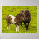Suche nach shetland pony poster Bauernhof