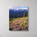 Suche nach lupinen poster leinwandbilder Sommer