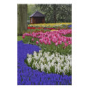 Suche nach weiße tulpe poster Niederlande