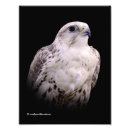 Suche nach afrikanischer vogel poster Raubvogel