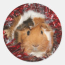 Suche nach guinea pig aufkleber Weihnachten