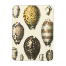 Suche nach vintage muscheln magnete Ozean