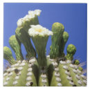 Suche nach wüste fliesen Wildblume