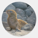 Suche nach seelöwe aufkleber Strand