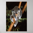Suche nach koala poster Wild lebende tiere