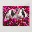 Suche nach pigs postkarten Animals