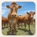 Suche nach rinder untersetzer Bullen