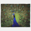 Suche nach pfau decken Vogel