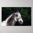 Suche nach appaloosa horse poster Pferde