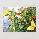 Suche nach tropischer schmetterling postkarten Blume