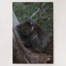 Suche nach niedlicher koala puzzle Tierwelt