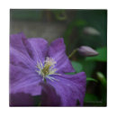 Suche nach clematis fliesen Lila