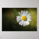 Suche nach gänseblümchen poster Fotografie