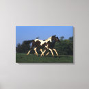Suche nach malen pferd leinwandbilder Foto