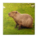 Suche nach nagetiere fliesen Capybara