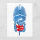 Suche nach lungen postkarten Darm