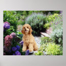 Suche nach pudel poster Miniatur