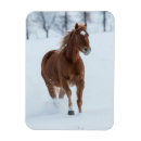 Suche nach pferd magnete Schnee