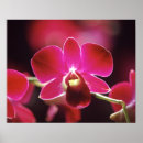 Suche nach wilde orchidee kunst Rosa