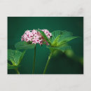 Suche nach rosa postkarten Fotografie