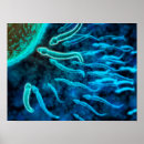 Suche nach düngung poster Biologie