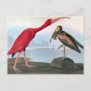 Suche nach audubon Vogelmalerei