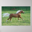 Suche nach trotten poster Trotter
